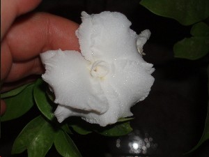 flor_doble_de_tabernae_montana.JPG