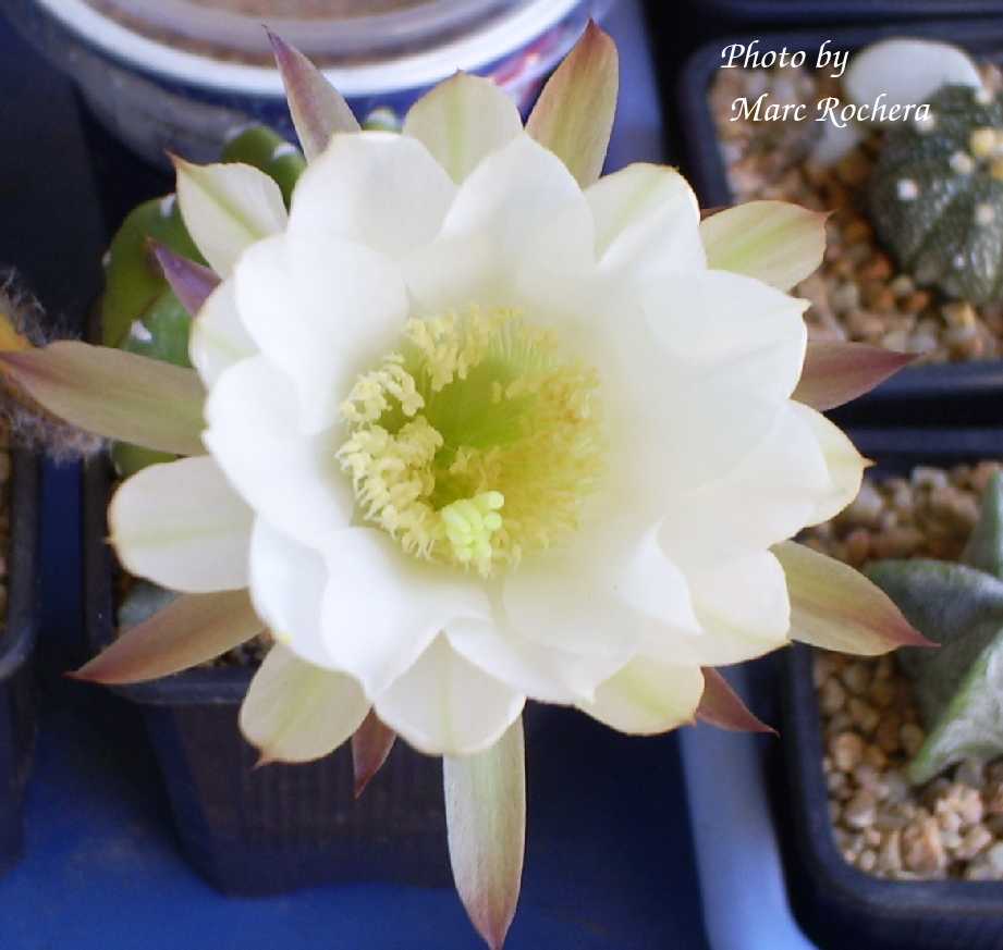 flor_echinopsis.jpg