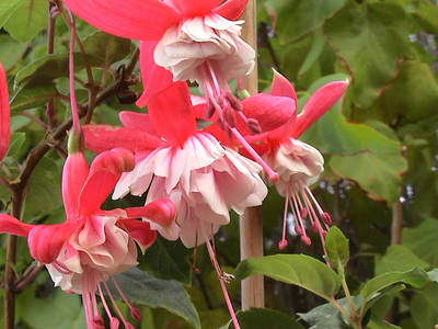 Flor_Fuchsia_doble.jpg