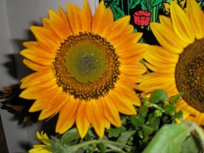 flor_girasol_naranja_29-sept-06.JPG