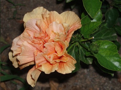 flor_hibiscus_salmon.JPG