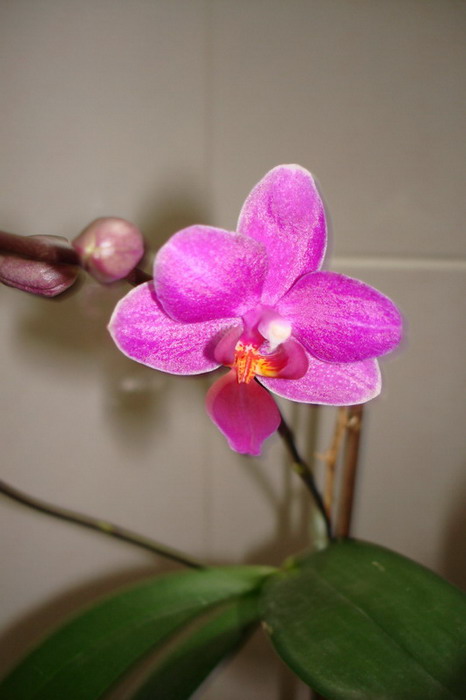 flor_keiki_morado.jpg