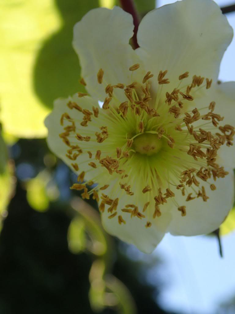 flor_kiwi_macho1_zpsc1577043.jpg