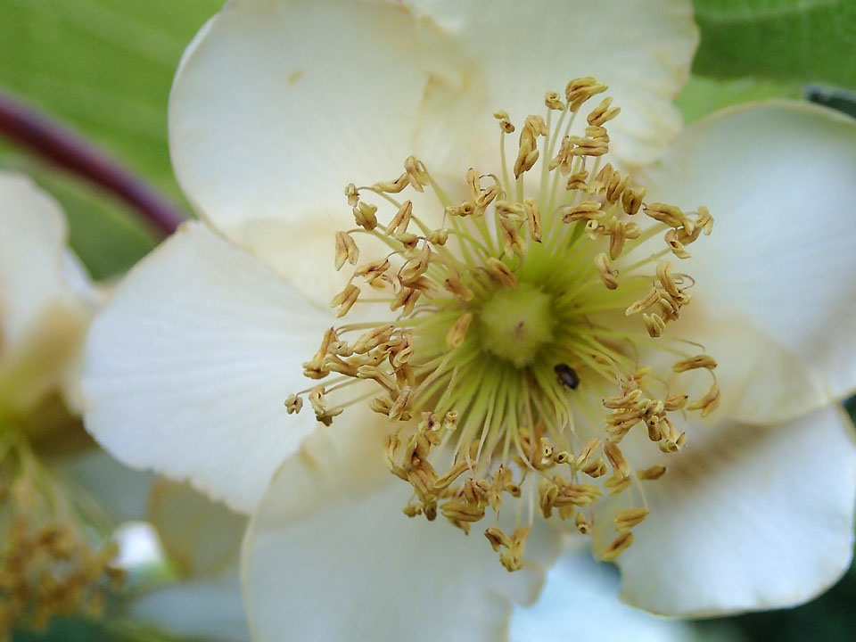 flor_kiwi_macho2_zps8b85bcc2.jpg