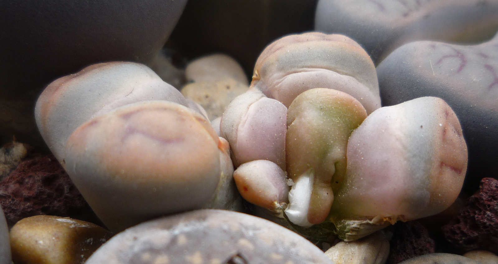 flor_lithops_monstruoso.png