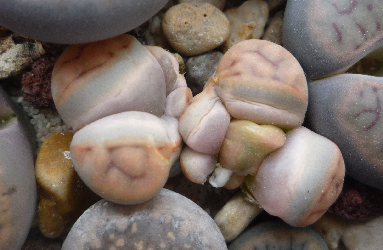 flor_lithops_monstruoso2.png
