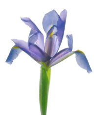 flor_malva.jpg