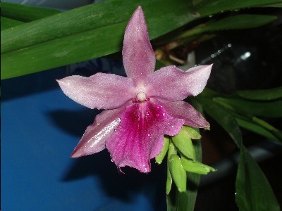 flor_orquidea_malva-rosada.JPG