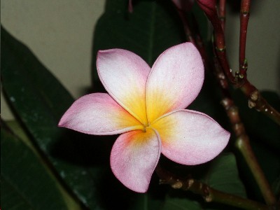 flor_plumeria31.JPG