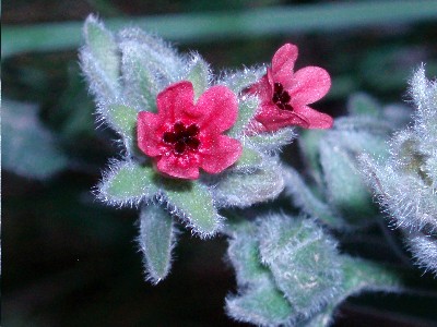 flor_roja1.JPG