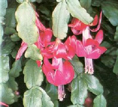 flor_schlumbergera_russelliana.jpg
