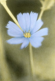 flor_silvestre.jpg