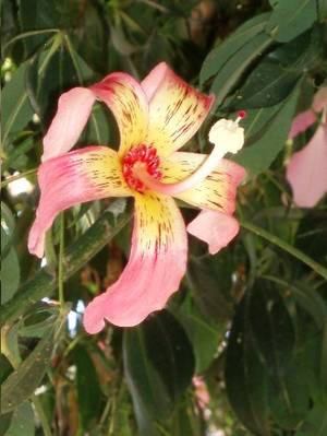 flor_solitaria_palo_borracho_chorisia_speciosa.JPG