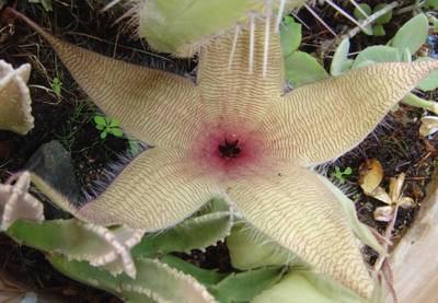 flor_stapelia.JPG