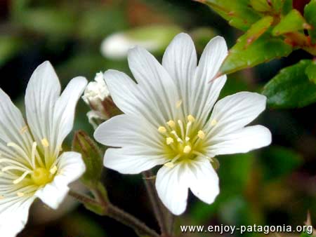 flora-serastio-01.jpg