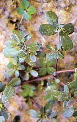 flora_medic_gal_280.jpg