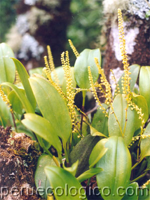 flora_orquideas_gal_050.jpg