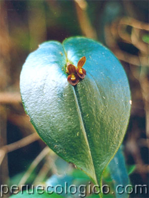 flora_orquideas_gal_060.jpg