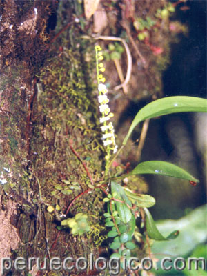 flora_orquideas_gal_090.jpg