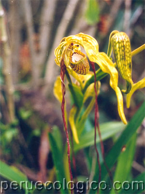 flora_orquideas_gal_100.jpg
