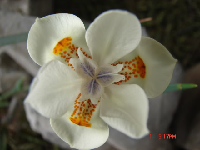 floraartist003.jpg