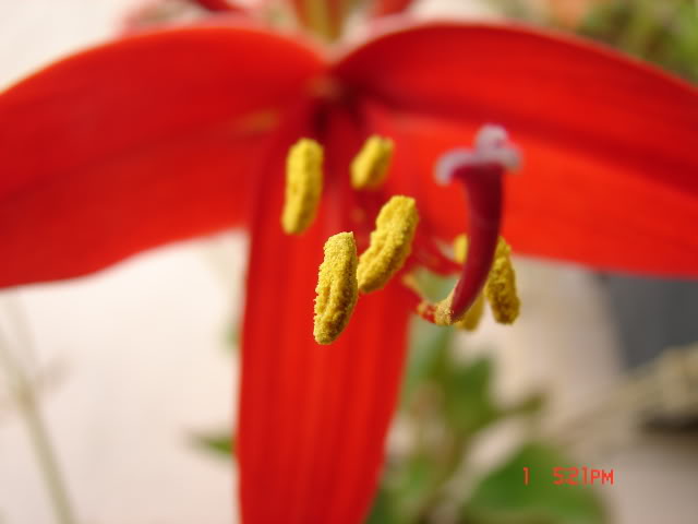 floraartist005.jpg