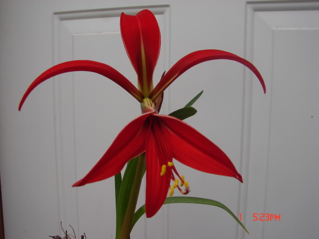 floraartist007.jpg