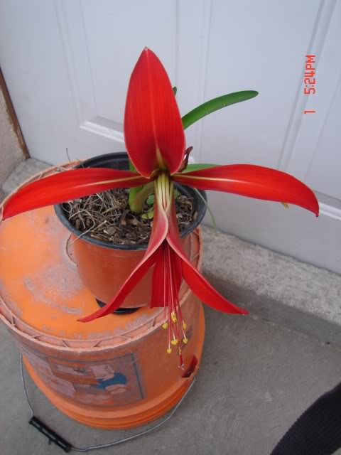 floraartist010.jpg