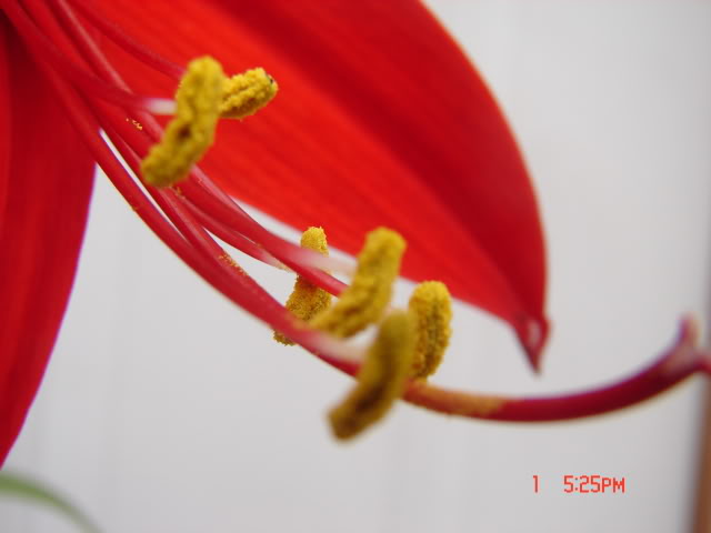 floraartist012.jpg