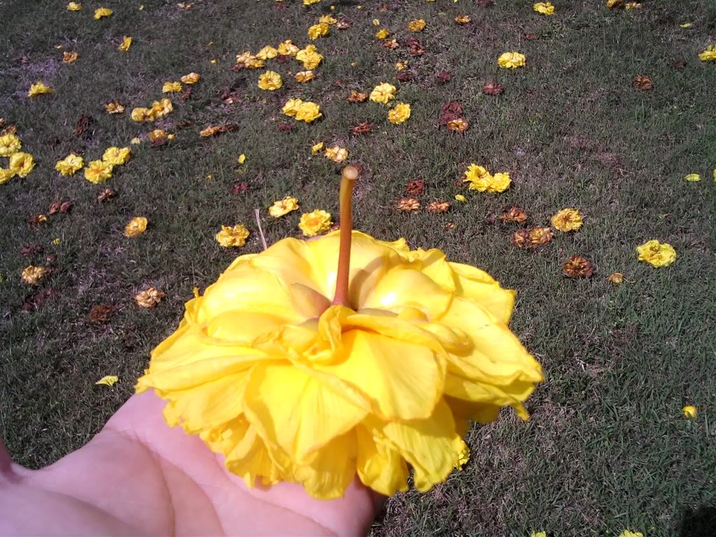 florabajo.jpg