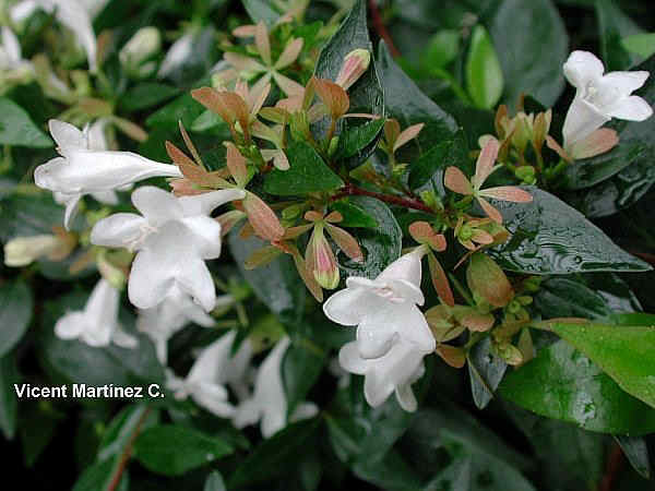 florabelia.jpg