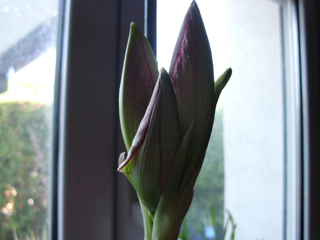 floraci%C3%B3n-del-hippeastrum-double-record.jpg