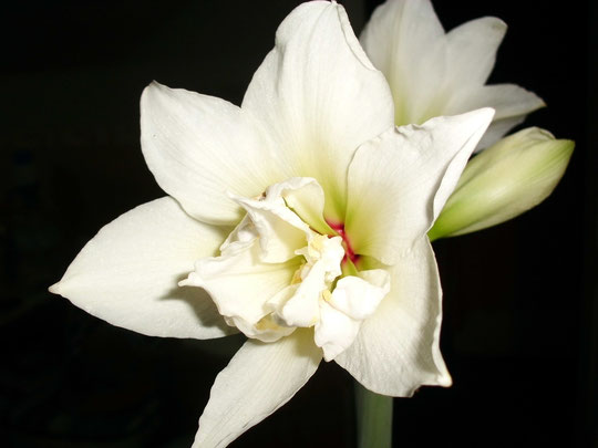 floraci%C3%B3n-del-hippeastrum-jewel-trae-2-varas-florales-la-1%C2%AA-con-4-capullos.jpg