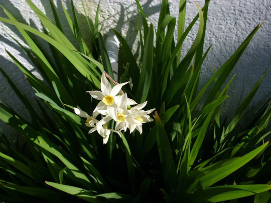 floraci%C3%B3n-del-narciso-fragans.jpg