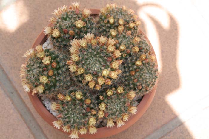 Floraci_n_de_Mammillaria_Oteroi.jpg