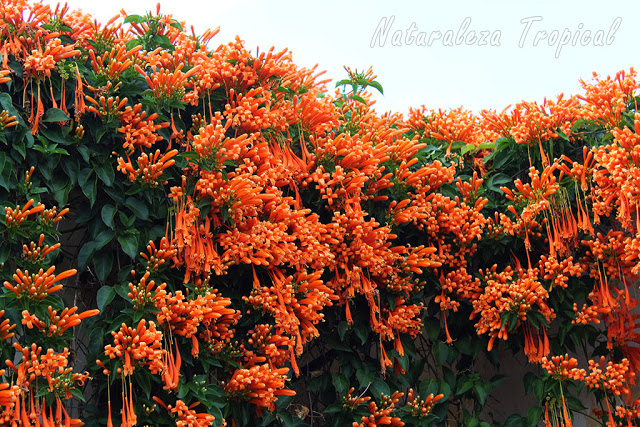floraciC3B3n-explosiva-pyrostegia-venusta-trepadora.jpg