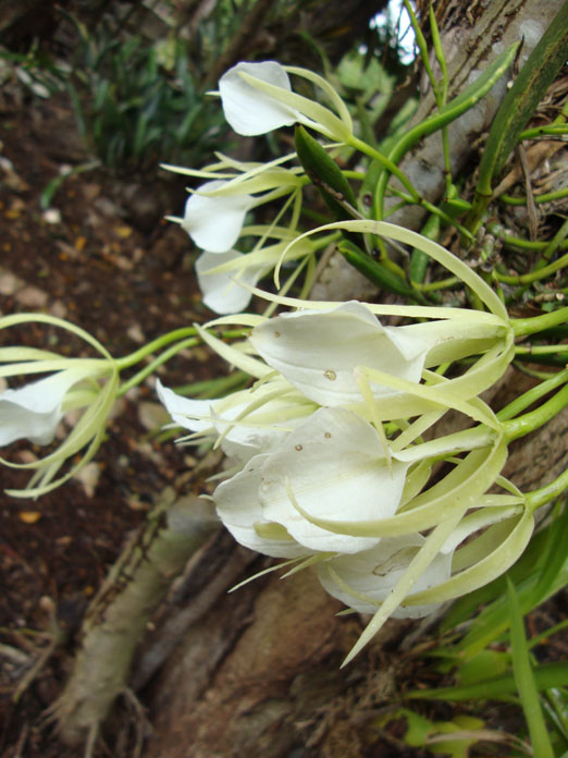 floracion_brassavola_nodosa.JPG