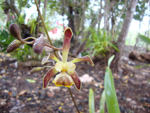 floracion_Encyclia_alata2.JPG
