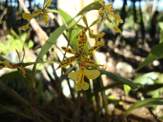 floracion_Epidendrum_stamfordianum2.JPG