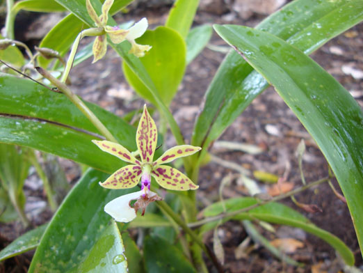 floracion_Epidendrum_stamfordianum3.JPG