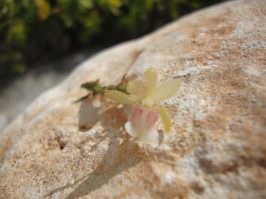 floracion_Oeceoclades_maculata.JPG