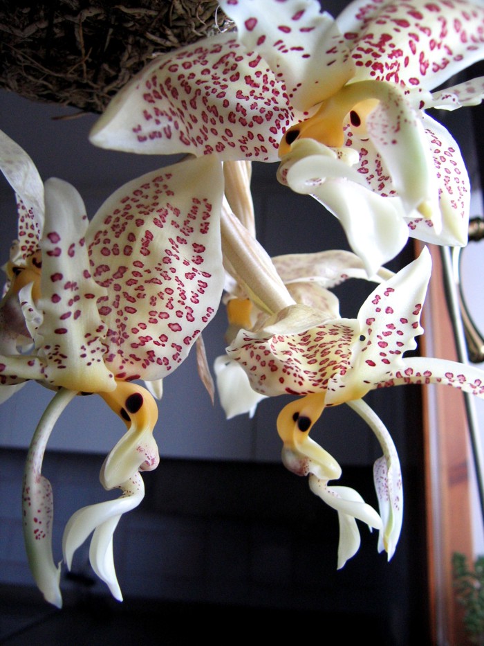 floracion_Stanhopea_9.jpg