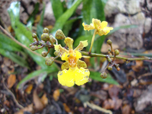 floracion_Trichocentrum_ascendes.JPG