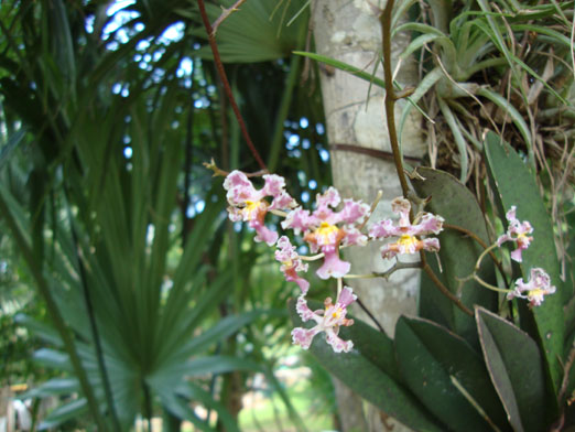 floracion_Trichocentrum_oerstedii.JPG