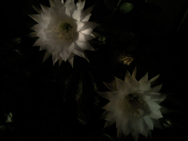 Floraciones%20%20%20%20%20%20%20%20%20%20%20%28574%29.jpg