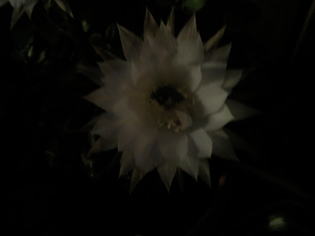 Floraciones%20%20%20%20%20%20%20%20%20%20%20%28575%29.jpg