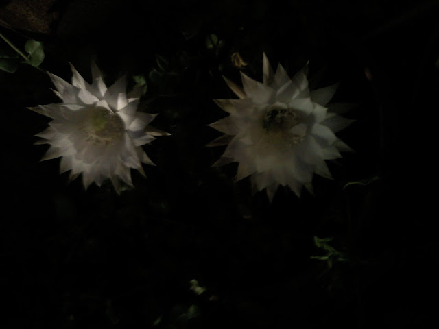 Floraciones%20%20%20%20%20%20%20%20%20%20%20%28579%29.jpg