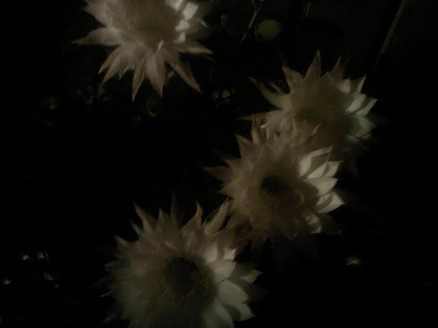 Floraciones%20%20%20%20%20%20%20%20%20%20%20%28584%29.jpg