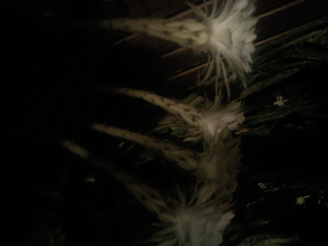 Floraciones%20%20%20%20%20%20%20%20%20%20%20%28586%29.jpg