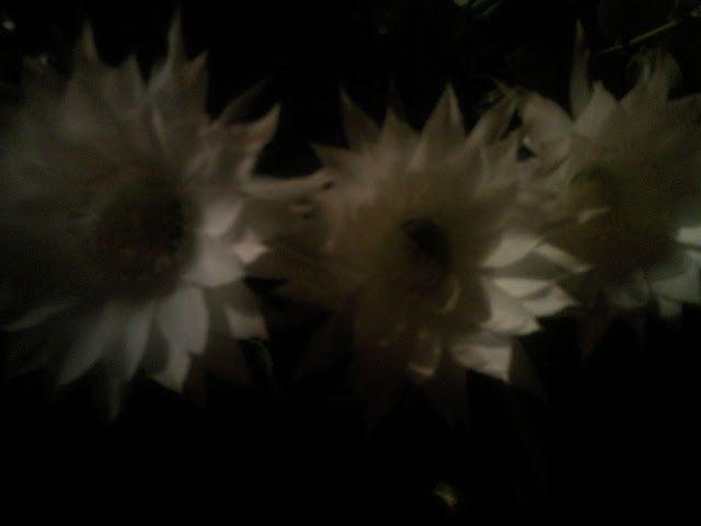 Floraciones%20%20%20%20%20%20%20%20%20%20%20%28592%29.jpg